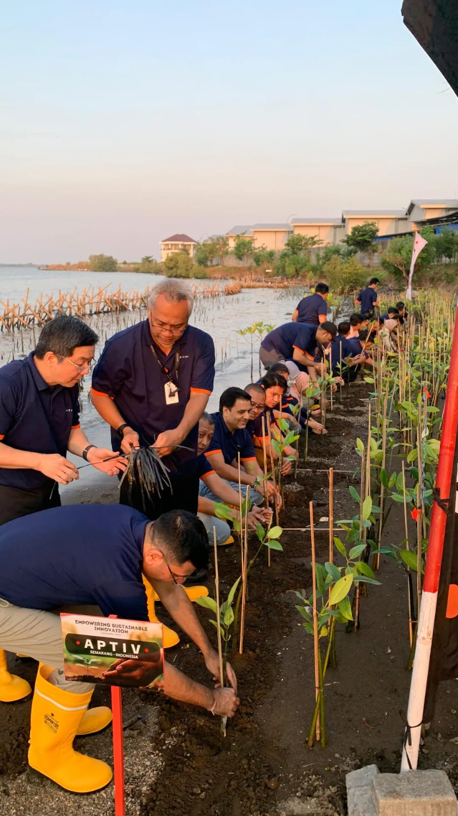 Kegiatan penanaman mangrove bersama Aptiv